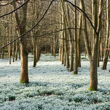 snowdrops-1